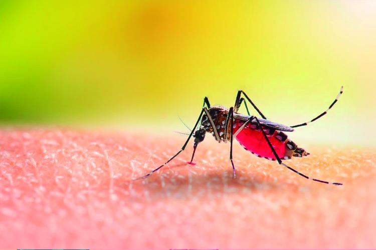 Dengue no Brasil: inteligência geográfica pode auxiliar no combate à doença