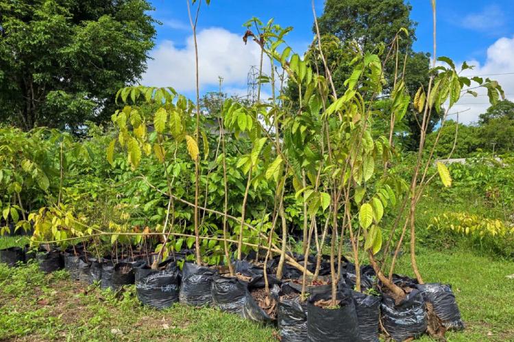 Macapá receberá reforço da arborização com 10 mil mudas de árvores nativas, frutíferas e exóticas