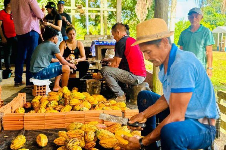 Amapá Cacau: Governo do Estado recebe mais 200 mil sementes e atenderá famílias produtoras em Porto Grande