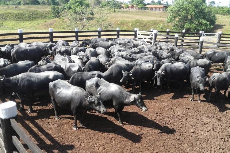 Governo do Amapá prorroga campanha de atualização cadastral de rebanhos para produtores rurais