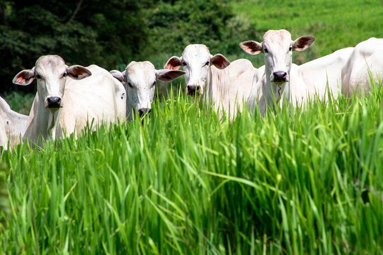 Suplementação e qualidade do pasto definem desempenho na engorda de bovinos