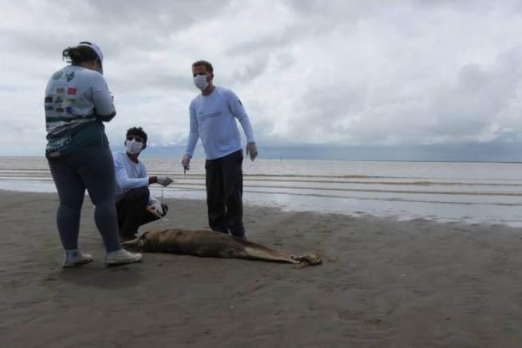 Expedição monitora encalhes de mamíferos no litoral do Amapá