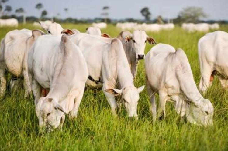 Mercado acompanha possível caso de mal da vaca louca no Pará