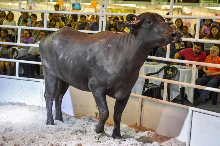 53ª Expofeira: Mais de 54% das vagas para exposição e comercialização de animais já estão preenchidas