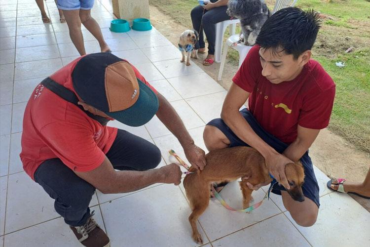 Ação de vacinação antirrábica para cães e gatos acontece em Macapá durante a semana