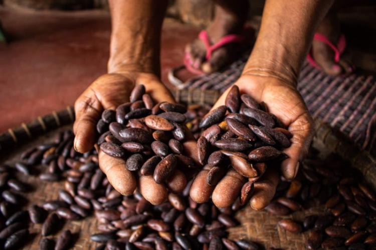 Aprender com povos tradicionais: COP15 mira conservação da biodiversidade