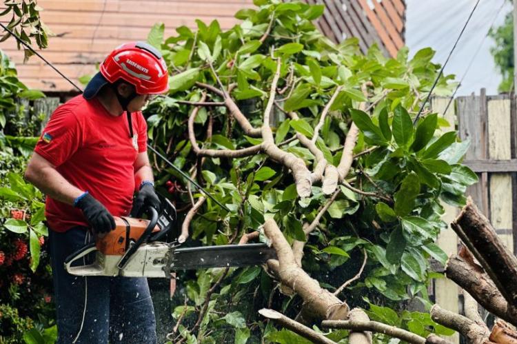 Bombeiros do Amapá registram 8 quedas de árvores durante temporal em Macapá