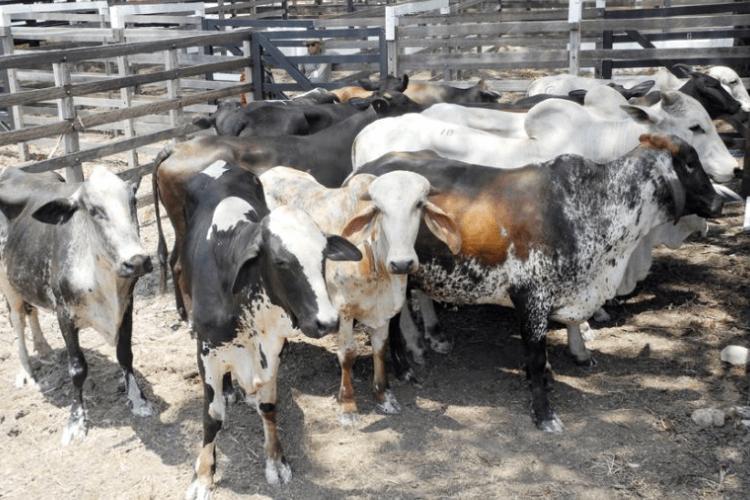 53ª Expofeira do Amapá começa a receber animais para exposição e oportunidades de negócios no setor agropecuário