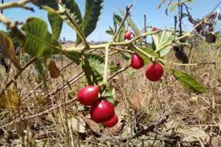 Extratos de cajuzinho do cerrado e alecrim são potencial larvicida contra o Aedes aegypti