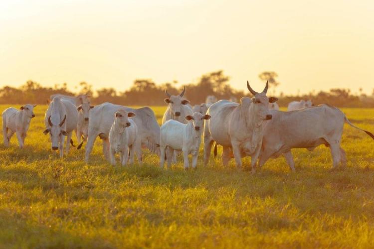 Trouw Nutrition leva nutrição de precisão na Expobur, encontro de pecuaristas em Buritis (RO)