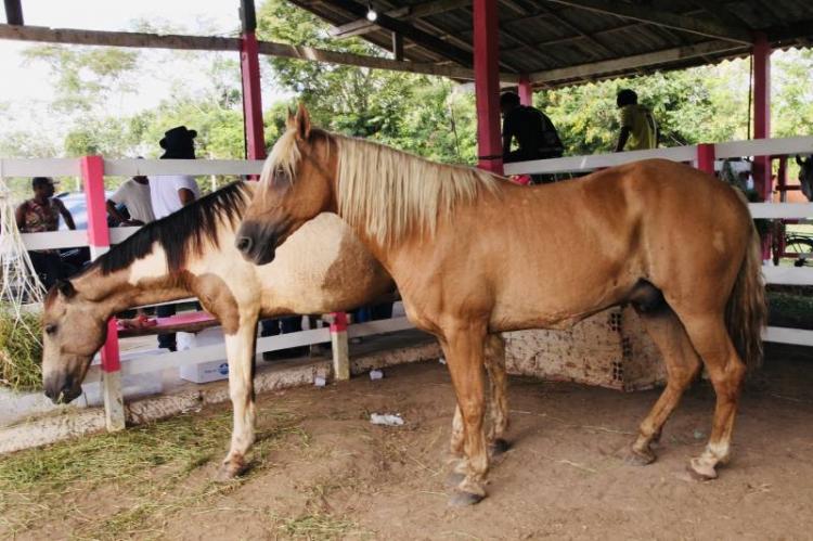 Festa de São Tiago: Cavalos liberados para a festividade após procedimentos veterinários