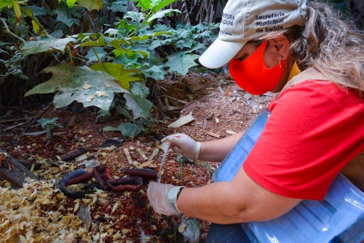 Macapá apresenta baixo risco para infestação por Aedes aegypti